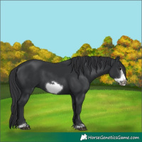 Horse Color:Black Frame 