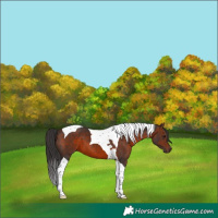 Horse Color:Brown Tobiano 