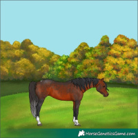Horse Color:Bay Tobiano 