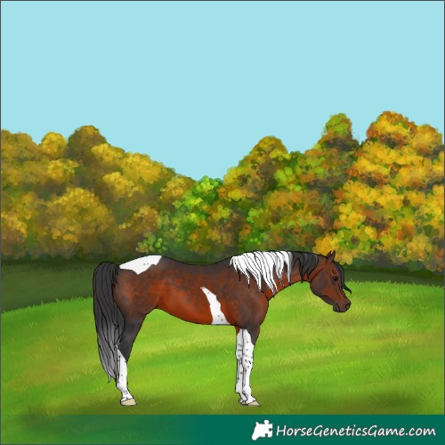 Horse Color:Brown Tobiano