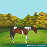 Horse Color:Brown Tobiano 