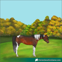 Horse Color:Brown Tobiano 