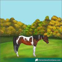 Horse Color:Brown Tobiano 
