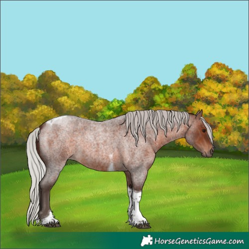 Horse Color:Silver Brown Roan Tobiano
