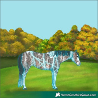 Horse Color:Thunderstruck Brown Ice Splash Tobiano 