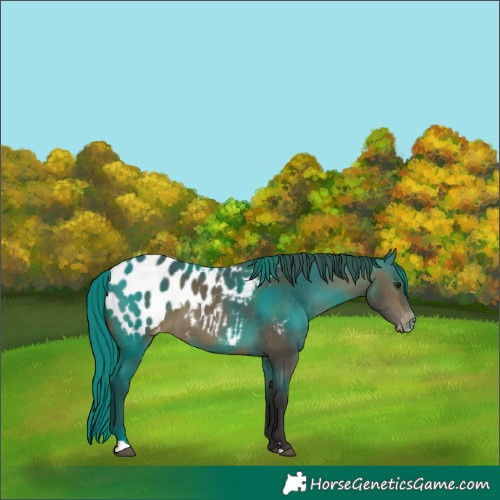 Horse Color:Bay Near Leopard