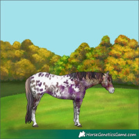 Horse Color:Plaid  Bay Ice Onyx Tobiano Appaloosa 