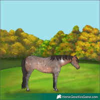 Horse Color:Brown 