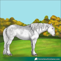 Horse Color:Silver Brown Chinchilla Dun Splash Tobiano 