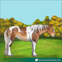 Horse Color:Chocolate Silver Buckskin Tobiano 