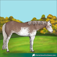 Horse Color:White Spotted Chocolate Silver Black Tobiano