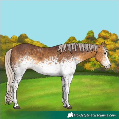 Horse Color:White Spotted Chocolate Silver Buckskin Tobiano