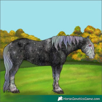 Horse Color:Void Nacre Bay Chinchilla Ice Roan Onyx Appaloosa 