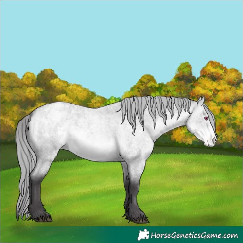 Horse Color:Buckskin Chinchilla Roan Dun Varnish 