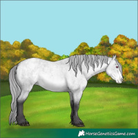 Horse Color:Buckskin Chinchilla Roan Dun Appaloosa 