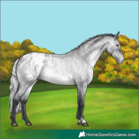 Horse Color:Silver Brown Chinchilla Roan Appaloosa 