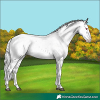 Horse Color:Silver Brown Chinchilla Sabino Blanket 