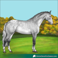 Horse Color:Silver Brown Chinchilla Roan Appaloosa