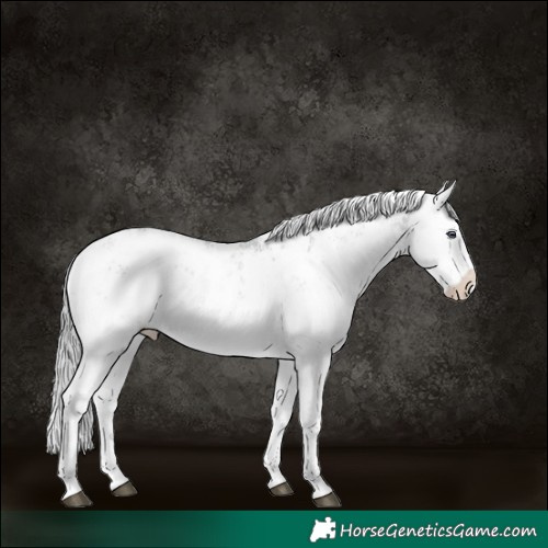 Horse Color:White Spotted Brown Chinchilla Dun Sabino Varnish 