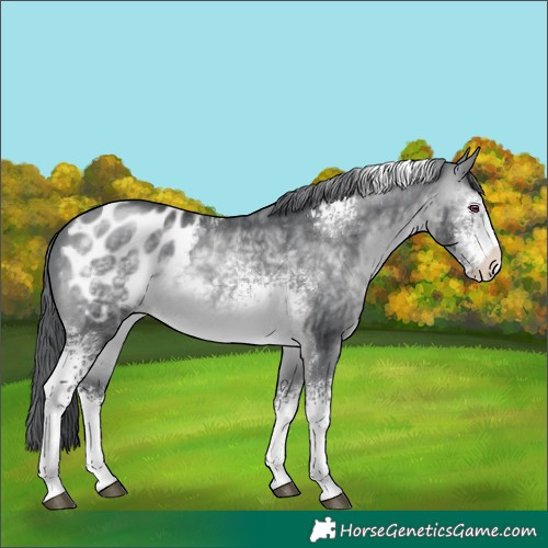 Horse Color:White Spotted Brown Chinchilla Sabino Blanket 