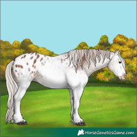 Horse Color:White Spotted Chocolate Silver Black Sabino Appaloosa 