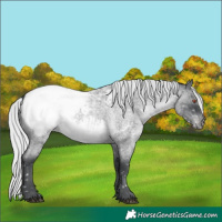 Horse Color:Silver Blue Chinchilla Roan Appaloosa 
