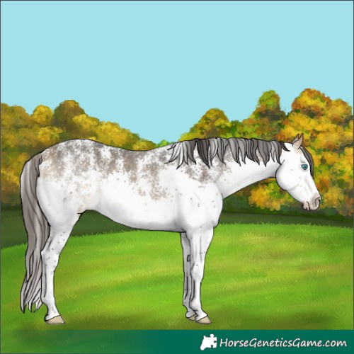 Horse Color:Buckskin Sabino Splash Rabicano 