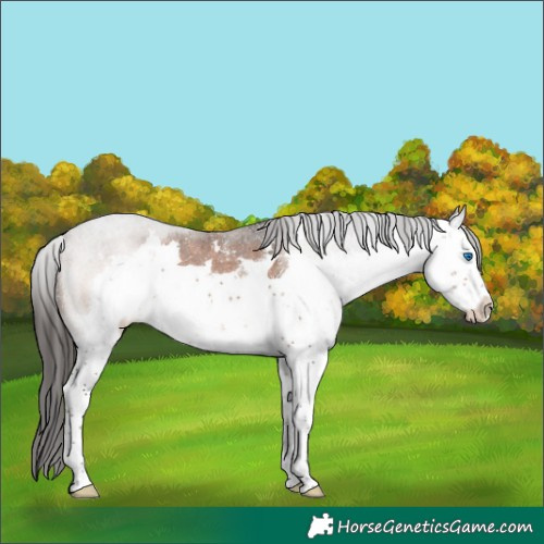 Horse Color:Brown Sabino Splash
