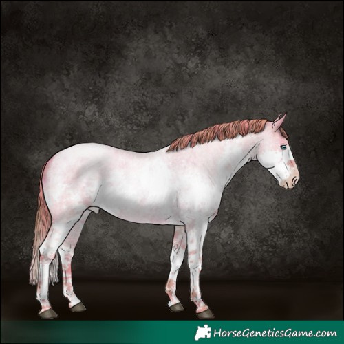 Horse Color:Watercolor Plaid  Liver Red Dun Roan Pearl Splash Rabicano 