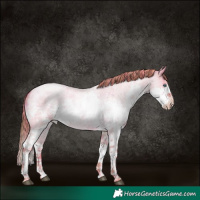 Horse Color:Watercolor Plaid Liver Red Dun Roan Pearl Splash Rabicano
