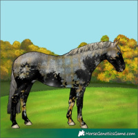 Horse Color:Void Plaid  Silver Brown Roan Pearl Dun Splash Rabicano 
