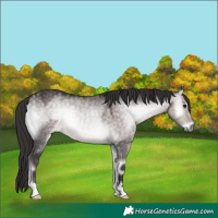 Horse Color:Platinum Buckskin Onyx 