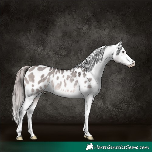 Horse Color:Platinum Brown Dun Appaloosa Rabicano 