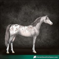 Horse Color:Platinum Brown Dun Appaloosa Rabicano 