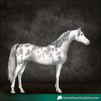 Horse Color:Platinum Brown Dun Blanket Rabicano 