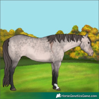 Horse Color:Platinum Brown Dun Appaloosa Rabicano 