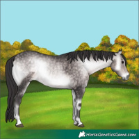 Horse Color:Platinum Buckskin Onyx 