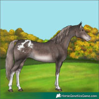 Horse Color:Platinum White Spotted Liver Chestnut Appaloosa 