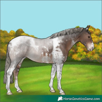 Horse Color:Liver Chestnut Mushroom Sabino Tobiano Rabicano