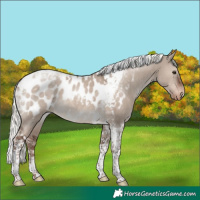 Horse Color:Liver Red Dun Mushroom Tobiano Blanket 