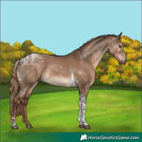 Horse Color:Liver Red Dun Tobiano