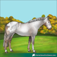 Horse Color:Gray Liver Chestnut Mushroom Tobiano Blanket 