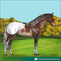 Horse Color:Silver Brown Mushroom Tobiano Appaloosa 