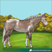 Horse Color:Liver Red Dun Mushroom Tobiano 
