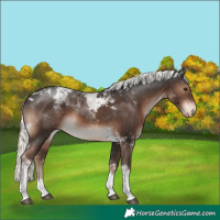 Horse Color:Liver Chestnut Mushroom Tobiano Appaloosa 