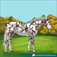 Horse Color:Liver Chestnut Mushroom Tobiano Appaloosa 