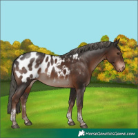 Horse Color:Liver Chestnut Mushroom Tobiano Appaloosa 