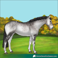 Horse Color:Platinum White Spotted Buckskin Onyx 