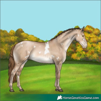 Horse Color:White Spotted Liver Red Dun Pearl 