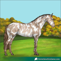 Horse Color:White Spotted Grullo Pearl Appaloosa 